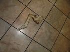 56656657 Mercury Hood Hinge