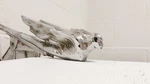 1941 Cadillac Flying Goddess Chrome Hood Ornament And Base 1442135 Oem. Fixed Price $525.00.