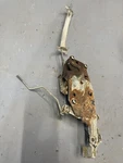 1969 1970 Chevrolet Impala 4 Door Latch Lock Linkage Rods Caprice Belair Oem Lf. Fixed Price $119.24.