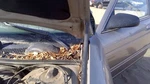 1995-1998 Chevy Lumina Driver Left Hood Hinge Assembly Oem Pewter 11U 10178442. Fixed Price $99.75.