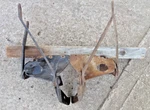 1949 Ford Hood Hinges Original Pair Car. Fixed Price $285.00.